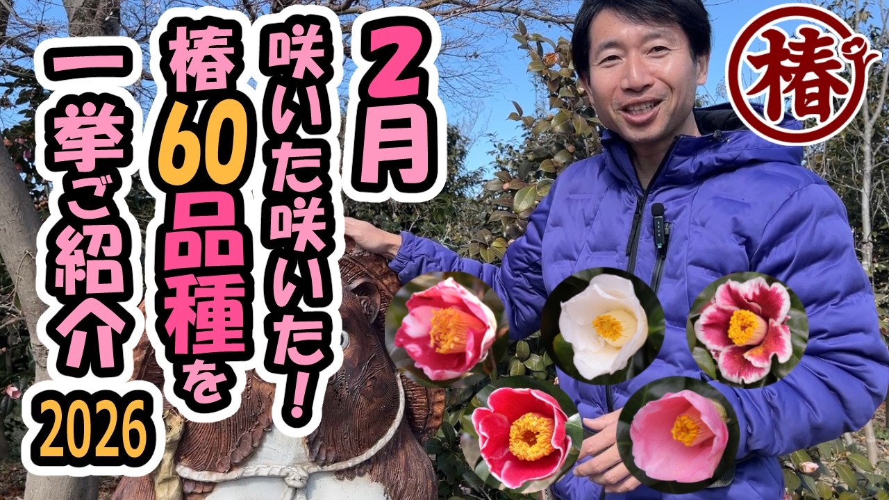 椿【60種類開花】2月なのにめちゃくちゃ咲いてる！園芸品種の彩り豊かなツバキを一挙紹介｜2026年