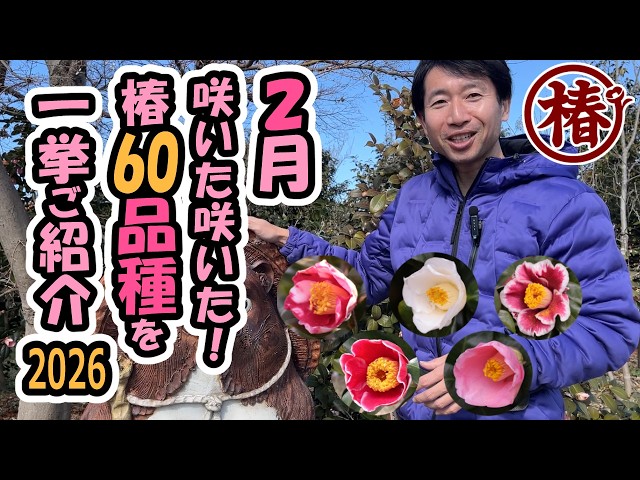 【希少・全46冊】こちら椿産婦人科 全26巻 ＋ 新シリーズ・ふくろうの家 他 YouTube