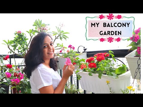 My Flowering Balcony Garden | What flowers I am growing in my balcony with many care tips