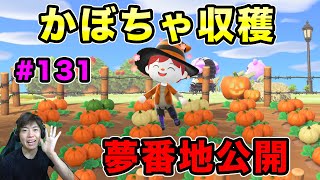 【あつまれどうぶつの森】 ついにかぼちゃ収穫！夢番地も再公開していくぞー#131