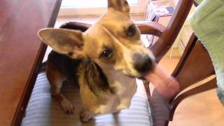 Dog Eating Peanut Butter