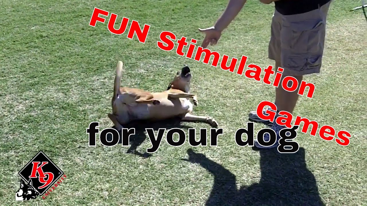 How To Mentally Stimulate Your Dog • Tail Blazers