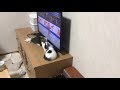 オス2匹がテレビに噛り付く様子がかわいい