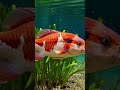La koi  The Koi #koi #koifish #esperanto #conlang #fish #underwater #nature