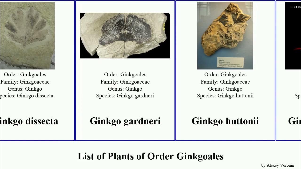 List of Plants of Order Ginkgoales digitata Baiera yimaensis Ginkgoites