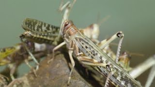 Why are there so many grasshoppers in Colorado?