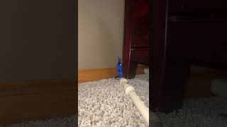 Playing the recorder #funny #comedy #wormonastring