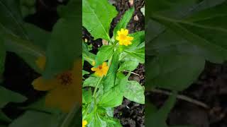 Margarita or Butter Daisy Flowers Self Germinating Manila