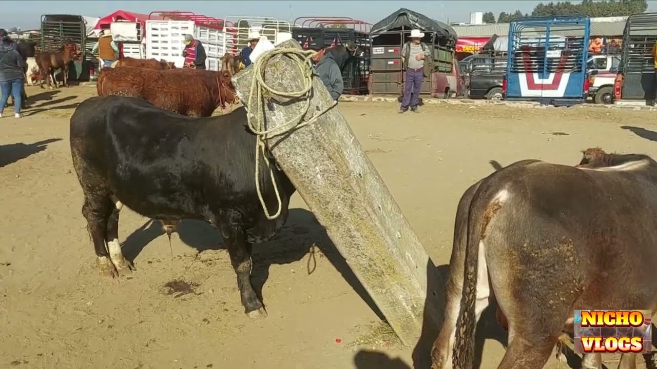 PLAZA GANADERA SANTIAGO TIANGUISTENCO-BORREGOS DE 150 KILOS Y TOROS BUENOS PARA EL RASTRO.