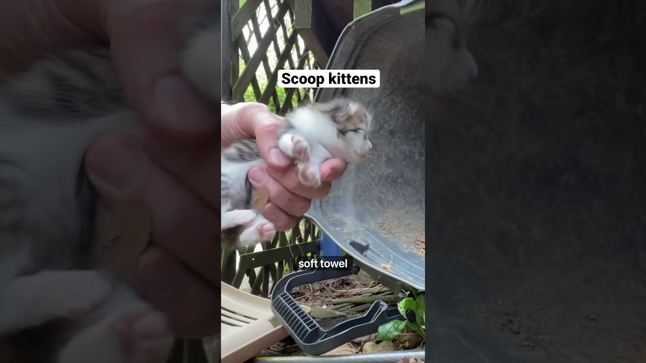 How To Rescue A Mom Cat And Her Kittens