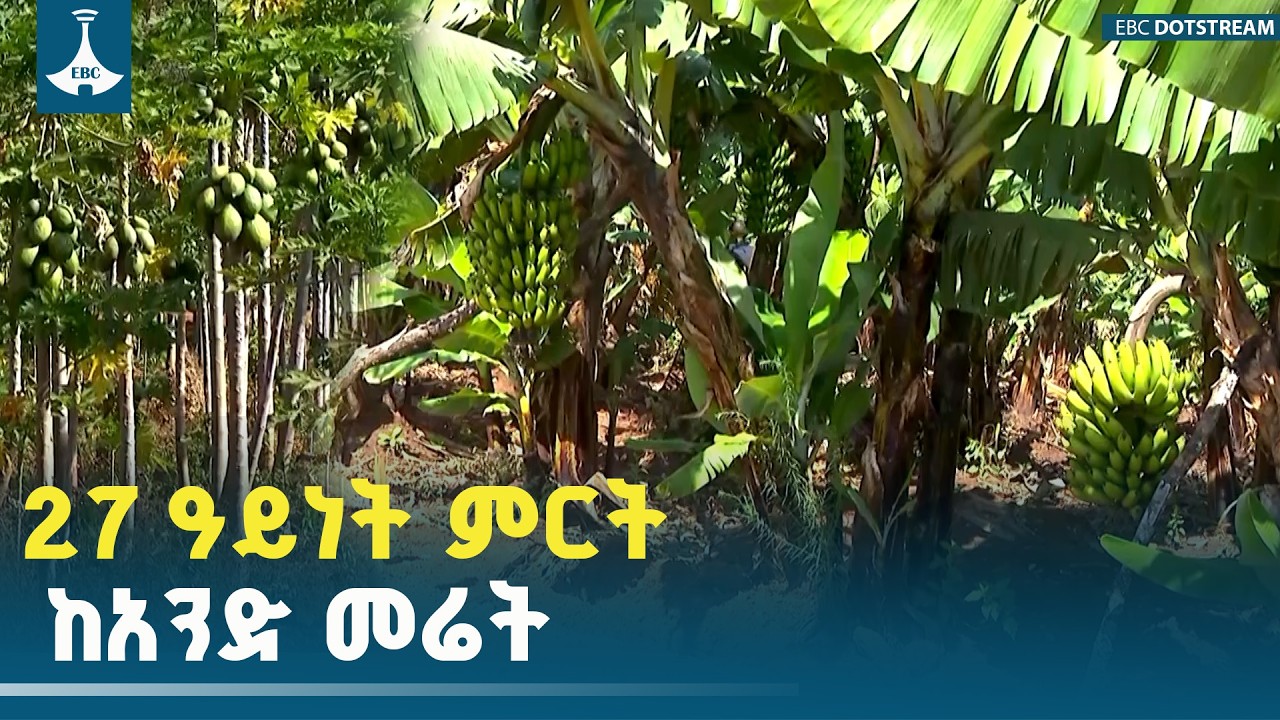 27 ዓይነት ምርት ከአንድ መሬት |ወደገጠር|
