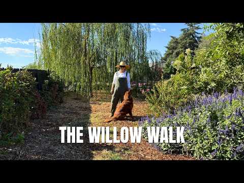 Introducing The Willow Walk 🌿 My New Garden Project