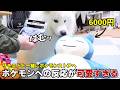 初めてポケモンストアに行ったサモエドの反応が可愛すぎました