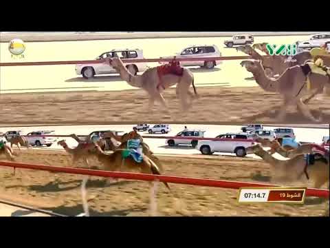 الشوط 19 مياسة لـ عبدالله سعيد العسكري جائزة زايد الكبرى الجمعة 2018 12 7 الوثبة ايذاع