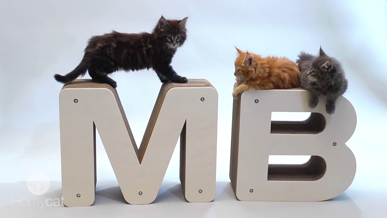 Homycat, des griffoirs pour chats stylés et rechargeables !