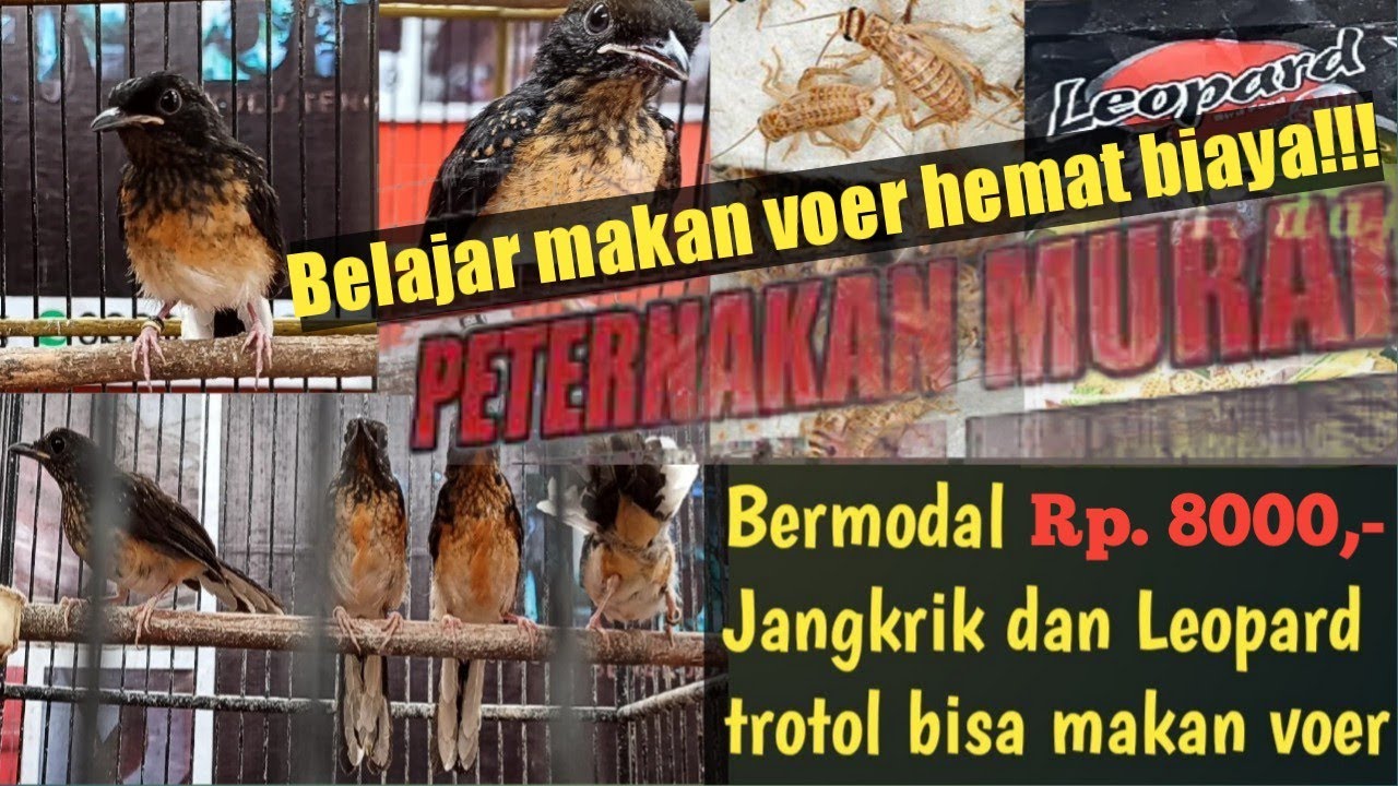 Tips dan trik‼️cara paling sederhana mengajari trotol makan voer⁉️hanya jangkrik & leopard‼️#Trotol