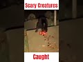 😱 3 Scary Creatures Caught on Camera! #horror #horrorstories #crimestory