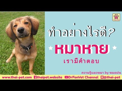 เคล็ดลับหาหมาหาย | EP.8 | thai-pet.com |