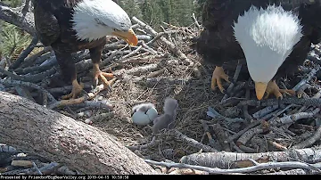 04-15-19 Big Bear Lake eagles; Shadow sees baby #2 for the first time.