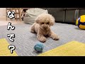 温厚な愛犬が拗ねるとこうなります笑