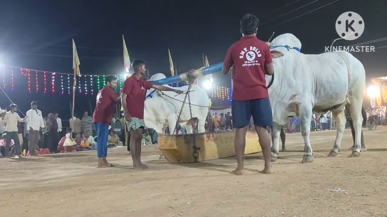 మా వూరి ఎడ్ల పందాలు చూడం రండి