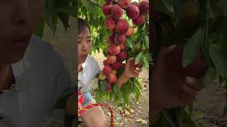 Agriculture Village Fresh Fruit #Viral #Fruit #Shorts #1086