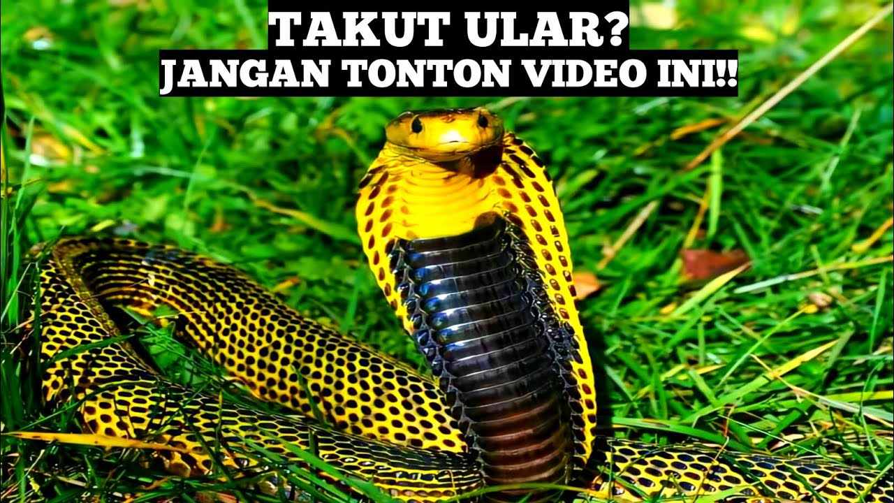 Lagi Asyik Mancing Malah Ketemu Ular Lagi Makan Auto Langsung Kaburrr Mancing Belut Babon