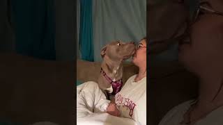 Dog Bark At Your Dog See Description