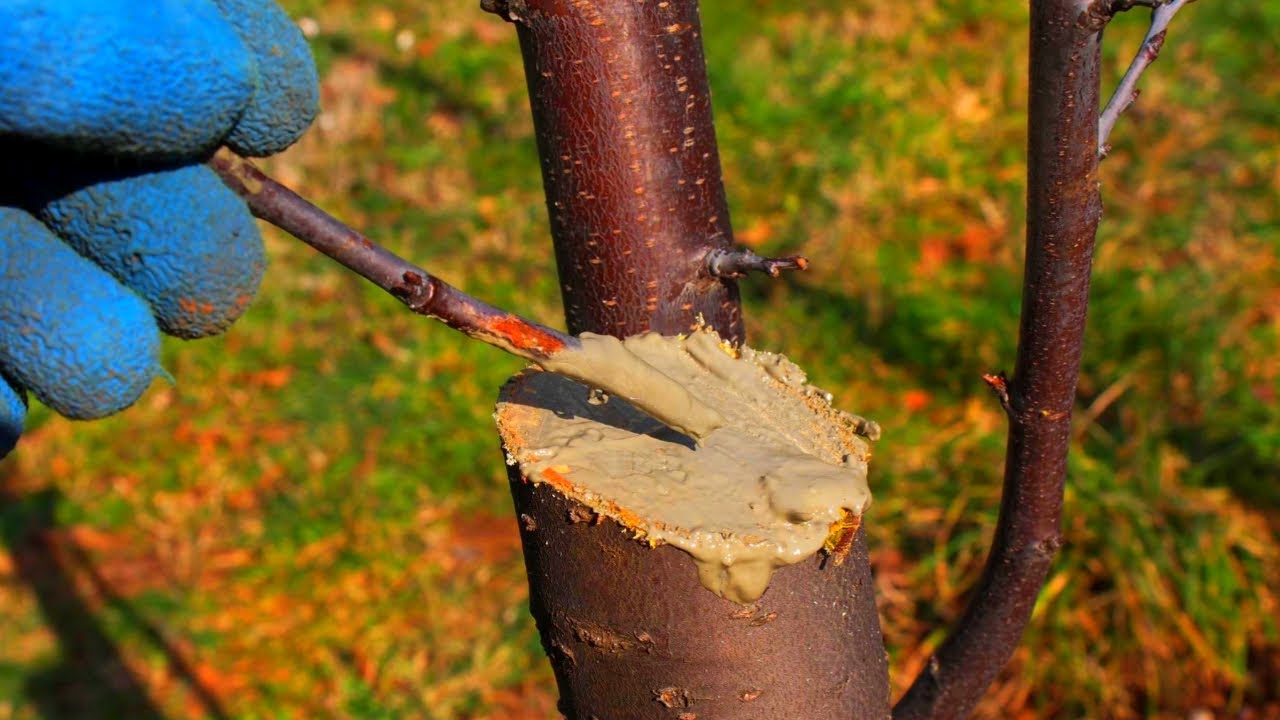 Можно ли спиливать ветки. Бороздование коры яблони. Привитые деревья. Замазка садовым варом дерева. Замазка срезов плодовых деревьев.