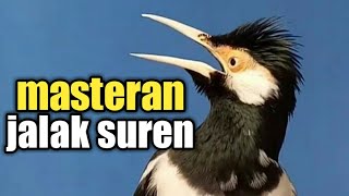 Masteran Burung Kalak Suren (Audio)- Di jamin merespon dan ikut gacor