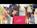 تركيب الرشمه على الجميلة سجى بنت دهماء التعامل مع الخيل حديثة الولادة 