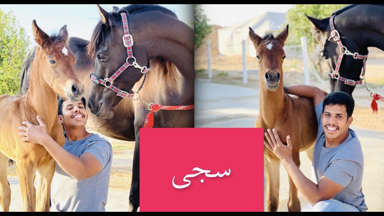 تركيب الرشمه على الجميلة سجى بنت دهماء - التعامل مع الخيل حديثة الولادة