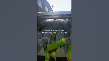 Radish washing machine 20240618#radish wash#radish process#vegetable process machine