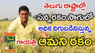 సన్నరకము సాగులో ఎకరాకు 35క్వి దిగుబడి | Amani Paddy Farming | Paddy Agriculture | Shiva Agri Clinic