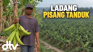 Berhenti Belajar, Kini Urus Kebun Pisang Tanduk Bersama Bapa