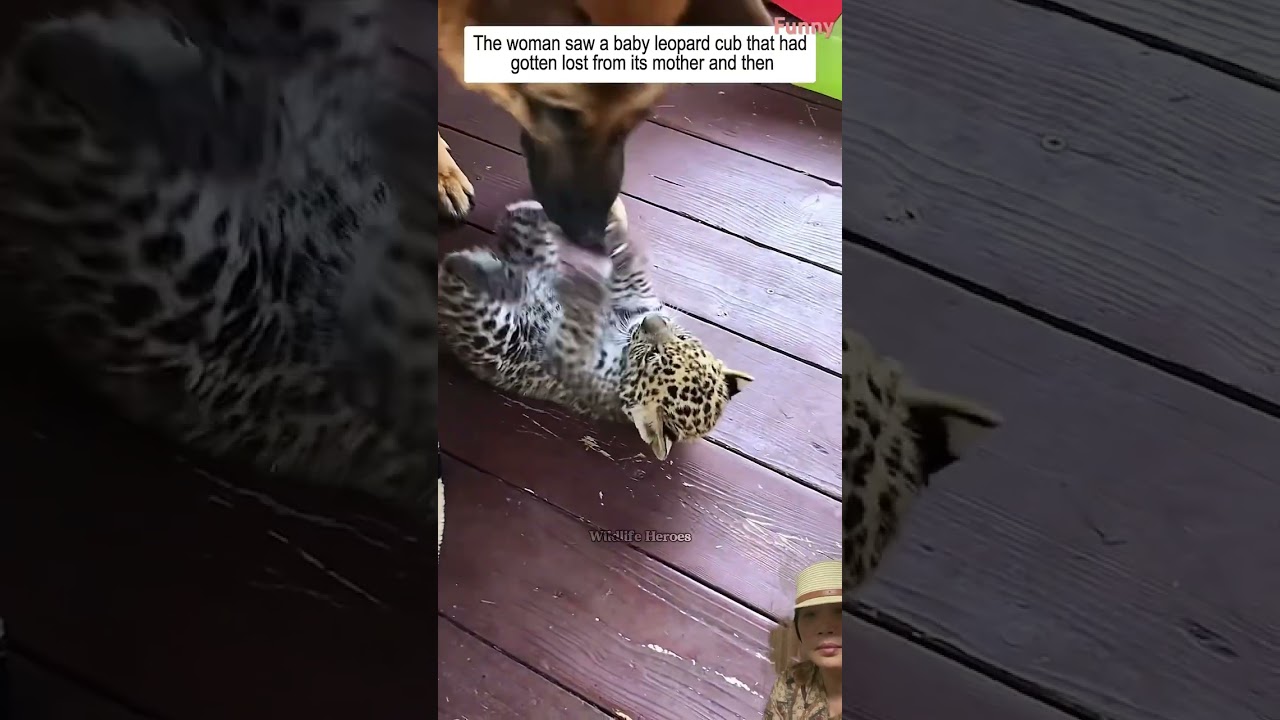 A cute baby leopard #animals #leopard #cute