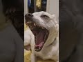 APEX Dance Dog - Tik Tok Trend #apex #dance #tiktok #trending #dogs #chihuahua #viral #fyp