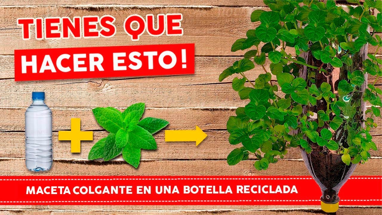 Macetas con botellas de IDEALES PARA HACER EN -