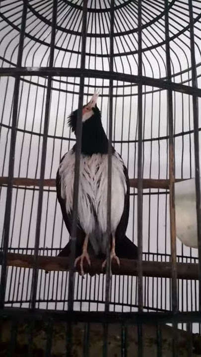 Jalak suren ngomong jokowi