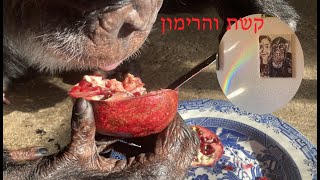 קשת והרימון