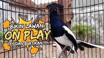 Suara Burung Kacer Bikin Lawan Emosi Gacor, Pancingan Kacer Agar Cepat Emosi Gacor