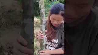 A single mother makes a bamboo door for her small garden growing chayote and vegetables
