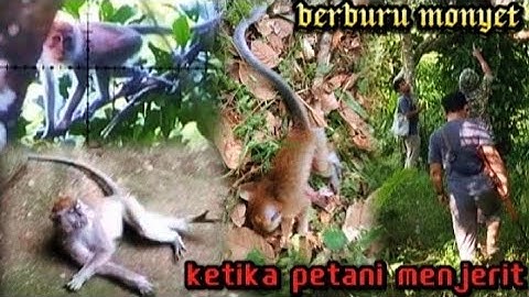 GiLaa‼️TEMBAK MONYET BERSAMA TEMAN DI LADANG PENDUDUK ☠️ berburu kera liar 🐒MONKEY HUNTING