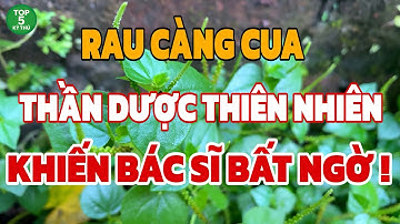 Rau Càng Cua |Thần Dược Chữa Bệnh Từ Thiên Nhiên-Khiến Bác Sĩ Cũng Phải Bất Ngờ Về Công Dụng ! |
