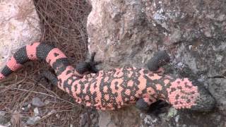 A rare sighting of a Gila Monster in the wild