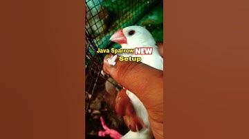 Java Sparrow | Sparrow bird setup #shortsfeed #birds #parrot #minivlog #budgies #smallparrot