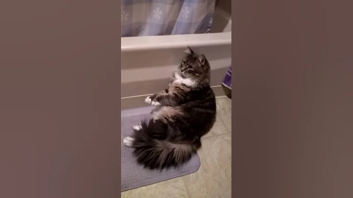 Whiskers