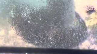 IMG 9768