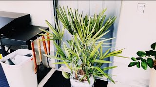 New Needle Palm Arrived!