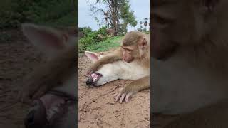 smart monkey & dog best video irfanmemon 9809